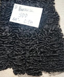 Burmese Curl Natural Color