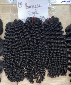 Burmese Curl Natural Color