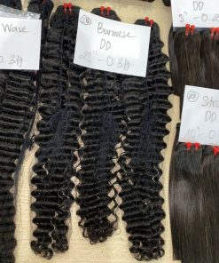 Burmese Curl Natural Color