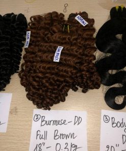 Wholesale Burmese Curl Brown/Ombre Brown