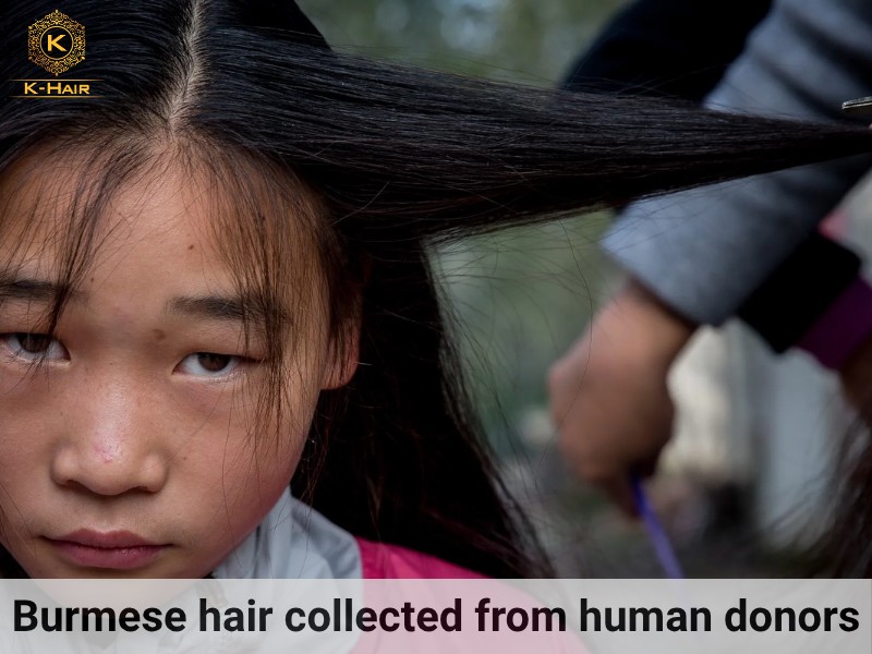 Burmese hair collected from young village girls