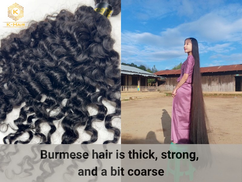Signature traits of Burmese hair