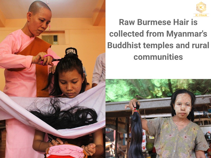 Burmese Hair Vendors - The Ultimate 2026 Sourcing Guide 3 Raw Burmese Hair Origin: Buddhist Temples vs. Rural Villages
