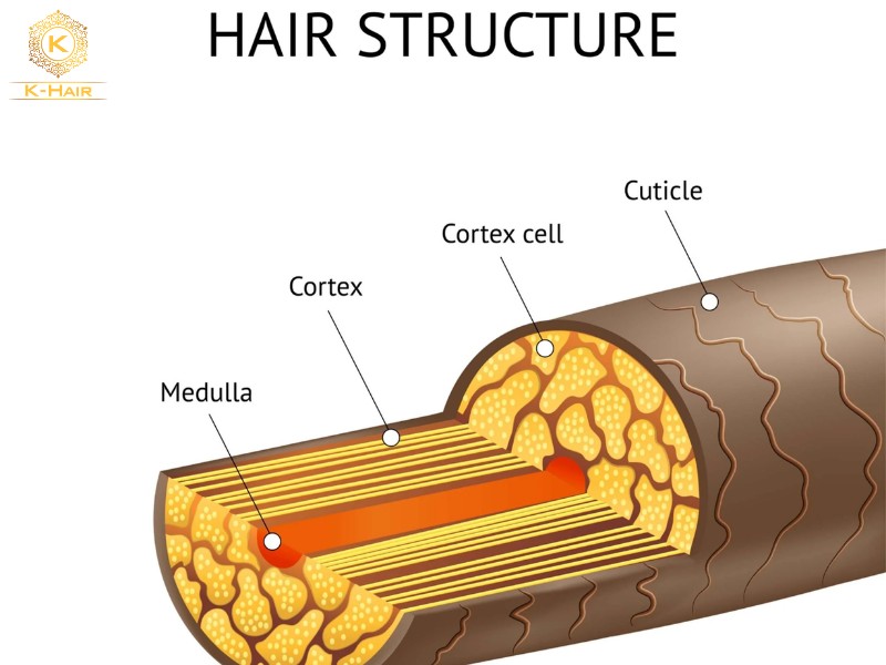 The typical construction of a hair strands consist of three main layers