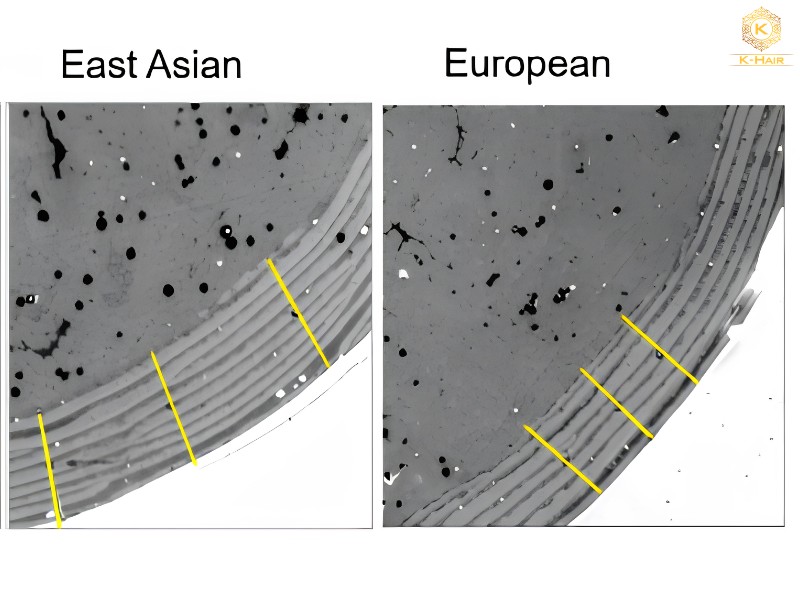Asian Hair vs Caucasian Hair: Key Differences Explained 4 Asian hair has 5-10 cuticle layers, while Caucasian hair only has 4-7 - Variation in human hair ultrastructure among three biogeographic populations - Koch, S.L., Shriver, M.D. and Jablonski, N.G., 2019