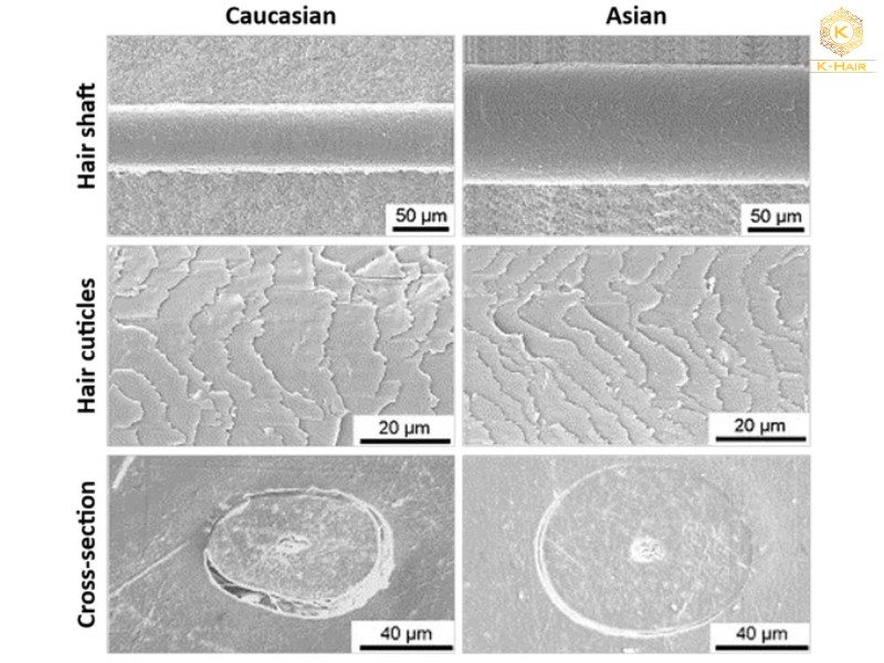 Asian Hair vs Caucasian Hair: Key Differences Explained 5 Asian hair tends to have a larger average diameterOn Hair Care Physicochemistry: From Structure and Degradation to Novel Biobased Conditioning Agents - Fernandes C., Medronho B., Alves L., Rasteiro M. G., 2023