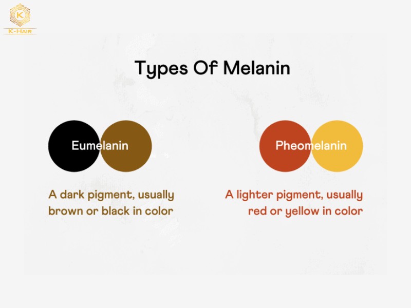 Hair Color Levels: Your Ultimate Guide to Charts & Tones 3 Our natural hair color is decided by the ratio of Eumelanin and Pheomelanin
